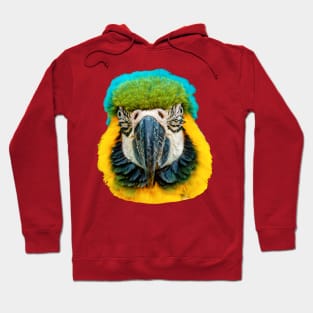 Blue and Yellow Macaw Hoodie